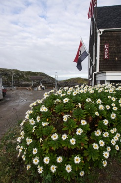 Monhegan Daisies